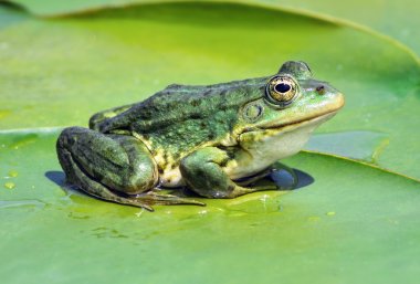Marsh frog on the lake clipart