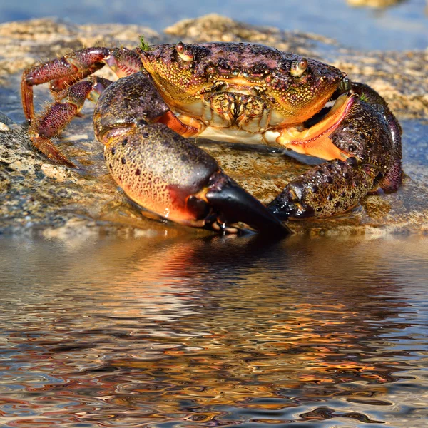 カニの海岸の岩の上 — ストック写真