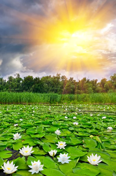 Nádherné jezero s bílá lilie Stock Snímky