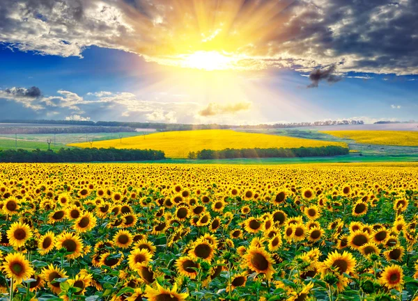 Campo di girasole al mattino Foto Stock Royalty Free