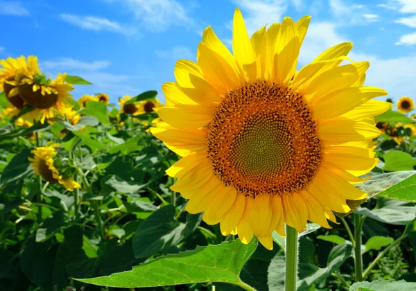 Sunflower in the field — Stock Photo, Image