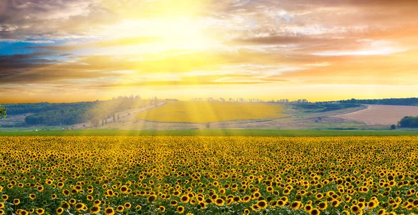 Cosecha de girasoles —  Fotos de Stock