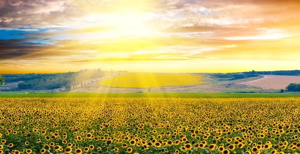 Cosecha de girasoles — Foto de Stock