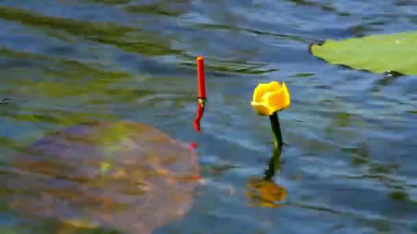 Visserij bobber in het meer — Stockvideo