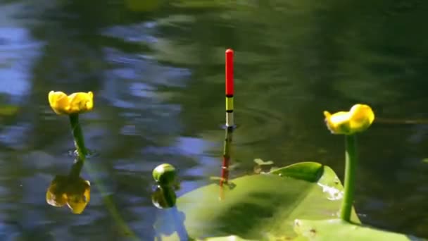 Fishing float — Stock Video