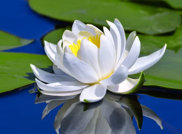 Waterlily op het meer — Stockfoto