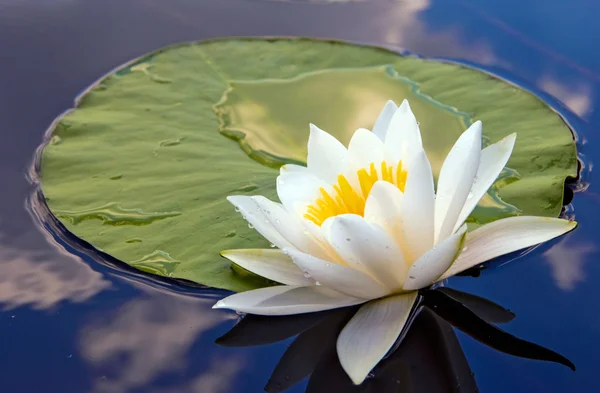 White lily in the lake — Stock Photo, Image