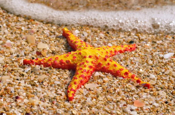 Starfish on the beach — Stock Photo, Image