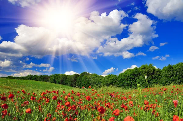 Bright sun over poppy field — Stock Photo, Image