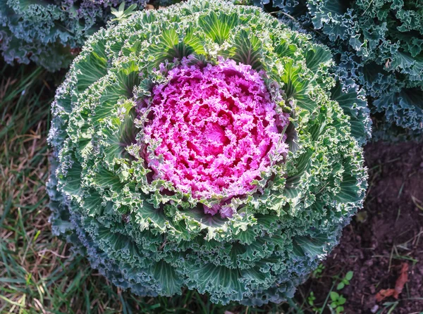 Ornamental decorative cabbage — Stock Photo, Image