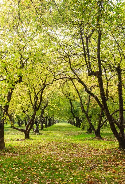 Elma bahçesi. Müze-rezerv 