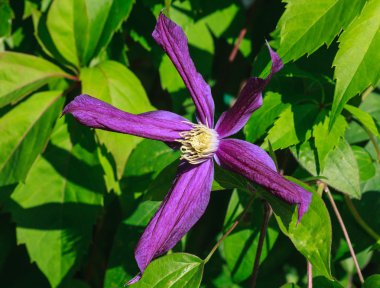 Çiçek akasma görünümünü