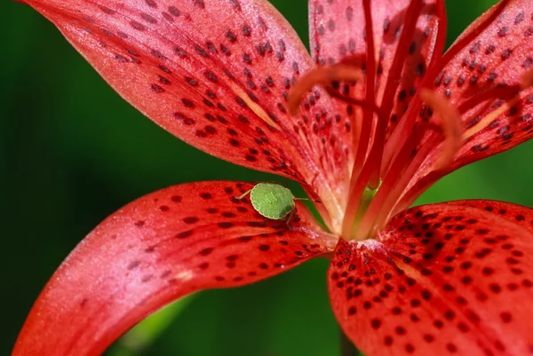 Uma doninha verde num lírio de tigre de flores. Profundidade de campo rasa — Fotografia de Stock