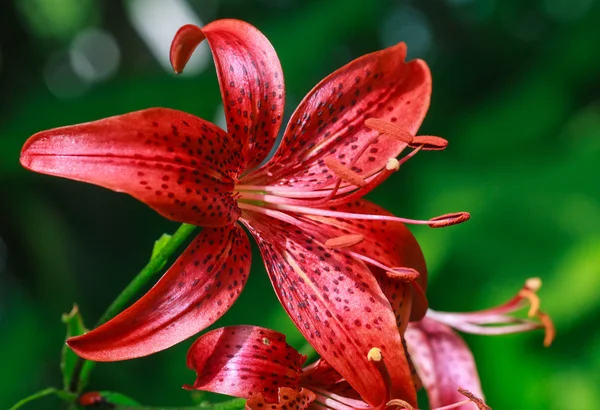 Tiger Lily. Shallow depth of field — Stock Photo, Image