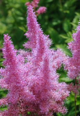 Astilba leylak görünümünü