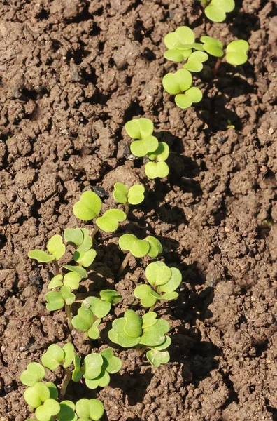 Brotos de Arugula em uma cama — Fotografia de Stock