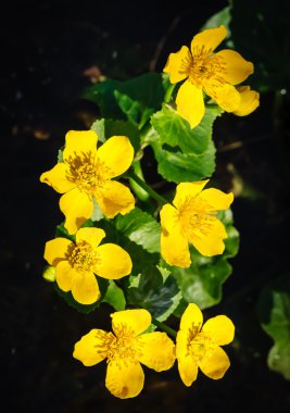 Marsh marigold karanlık bir arka plan üzerinde
