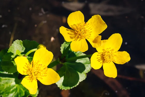 Marsh marigold on a dark background — Stock Photo, Image