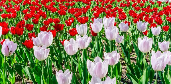 Background from blooming tulips of two colors