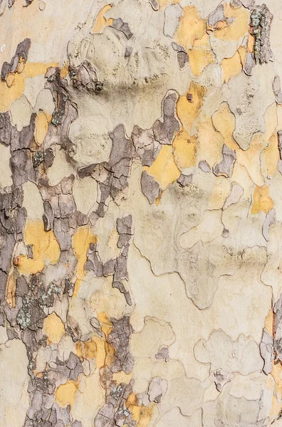 Kůra Stromu Detailu — Stock fotografie