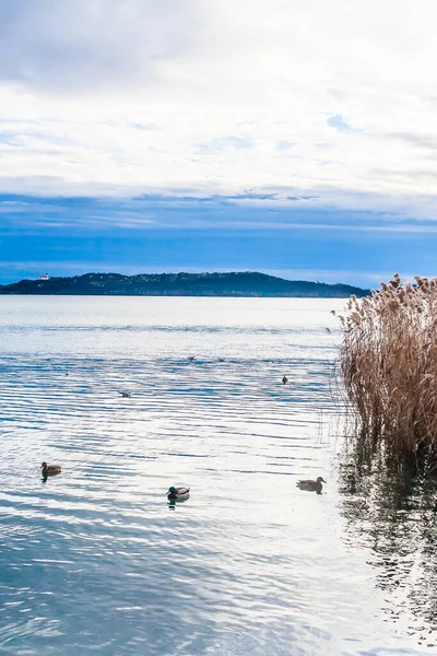 Ducks Lake Balaton Village Tihanyin Background Bbalatonfured Hungary — Stock Fotó