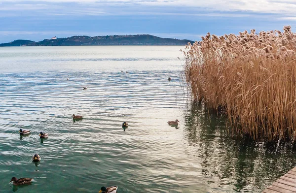 Patos Lago Balaton Com Aldeia Tihanyin Fundo Bbalatonfured Hungria — Fotografia de Stock