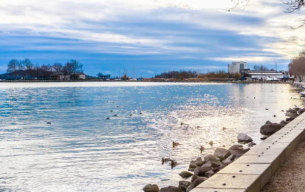 Patos Lago Balaton Com Fundo Marina Bbalatonfured Hungria — Fotografia de Stock