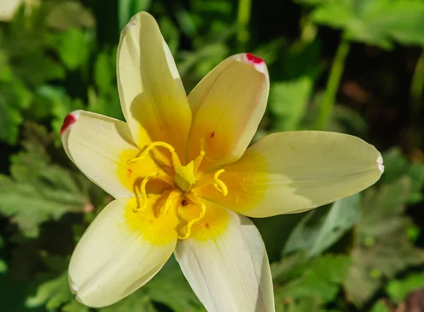 Narcissus Farmaceutisk Trädgård Gren Moscow State University Botanical Garden Moskva — Stockfoto