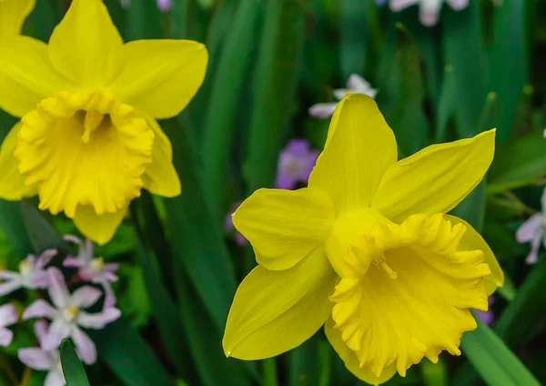 Påskliljor Marieke Sort Aptekarskij Ogorod Gren Moskvas Statliga Universitets Botaniska — Stockfoto