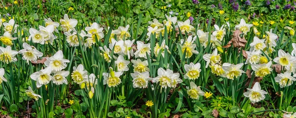 Narcissus Laç Bahçesi Moskova Devlet Üniversitesi Botanik Bahçesi Şubesi Moskova — Stok fotoğraf