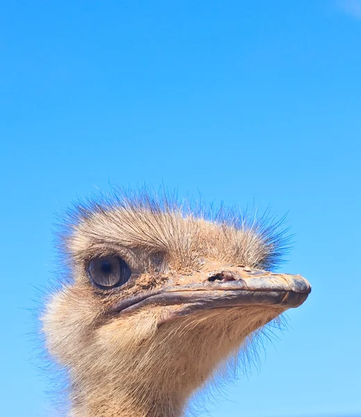 青い空を背景にダチョウ頭 — ストック写真