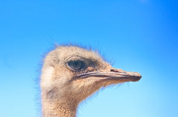 青い空を背景にダチョウ頭 — ストック写真