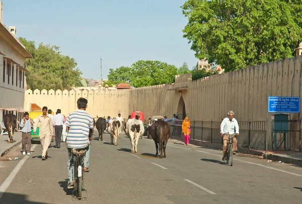 Rua na cidade de Jodhpur. Rajasthan, Índia — Fotografia de Stock