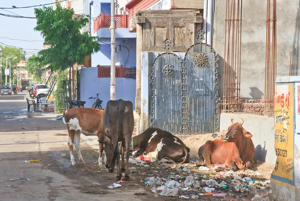 Kor som letar mat på gatorna i Jodhpur, India — Stockfoto