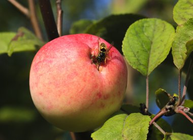 Eşek arısı ve elma