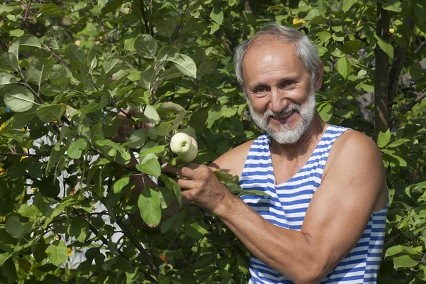 Werk bij hun zomerhuisje. appel plukken — Stockfoto