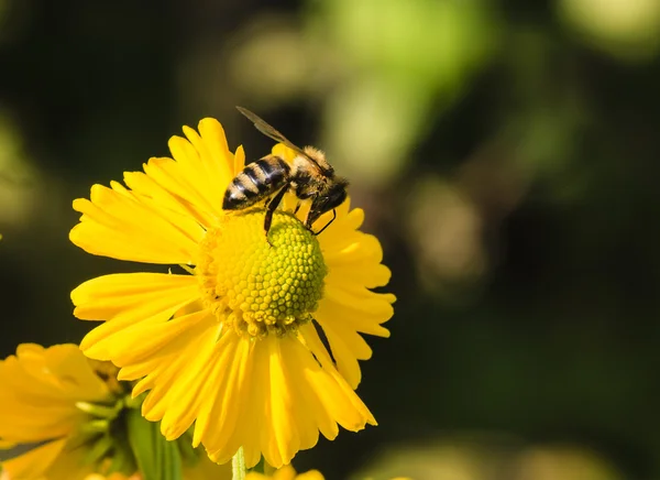 Gathering nectar, shallow depth of field — Stock Photo, Image