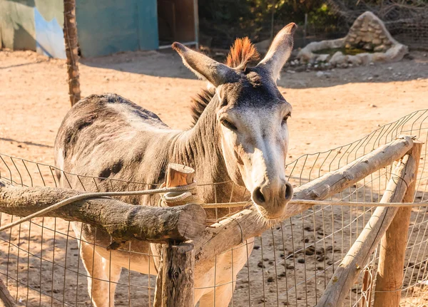 動物園のロバ。ロードス島, ギリシャ — ストック写真