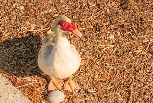 Pato moscovita en la isla de Rodas, Grecia —  Fotos de Stock