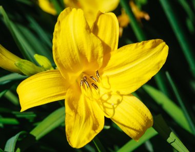 daylily çiçek. sığ derinlik-in tarla