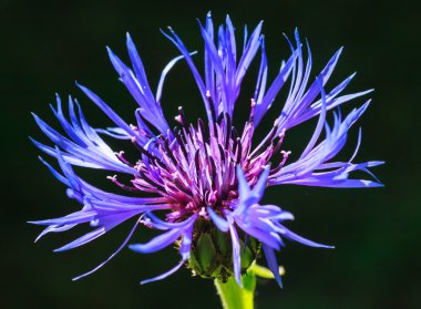 Bahçe Peygamber Çiçeği. sığ derinlik-in tarla