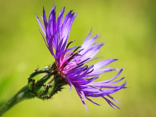 Flor de milho no jardim. Profundidade de campo rasa — Fotografia de Stock