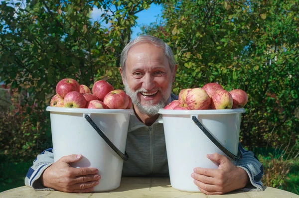 Um homem idoso no jardim com baldes de maçãs vermelhas — Fotografia de Stock