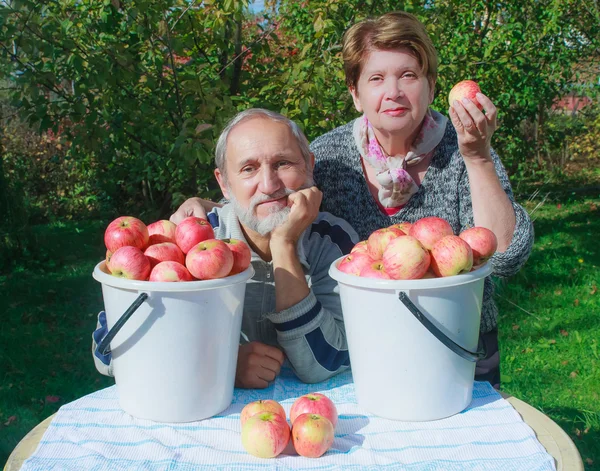 Casal idoso feliz no jardim com baldes de maçãs vermelhas — Fotografia de Stock