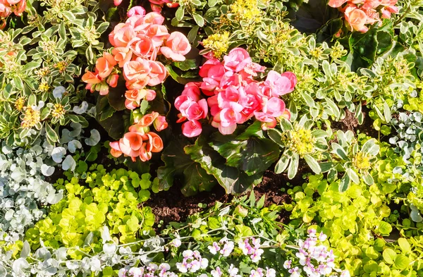 Camas de flores florescentes no parque — Fotografia de Stock