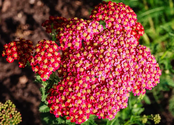 Czerwony Krwawnik pospolity (achillea) kwiaty w ogrodzie. — Zdjęcie stockowe