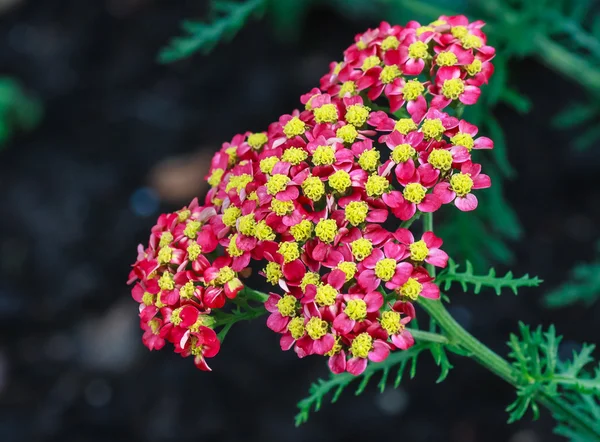 Czerwony Krwawnik pospolity (achillea) kwiaty w ogrodzie — Zdjęcie stockowe