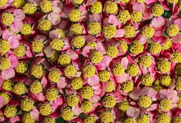 Rosa Blütenstandskraut (Achillea millefolium) als Hintergrund — Stockfoto