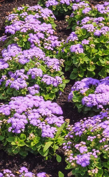 Zahnseide Blume genial leilani blue oder ageratum blue bouque in ba — Stockfoto