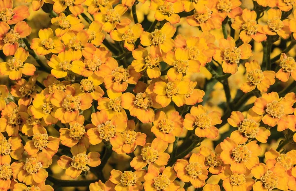 黄色花序草本植物 (achillea millefolium) 为背景 — 图库照片